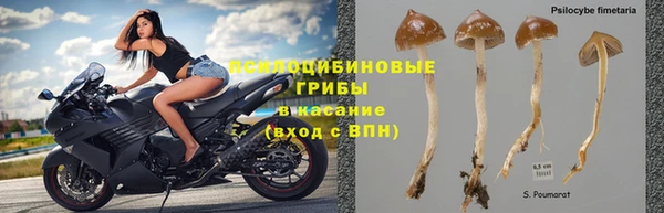 индика Белокуриха